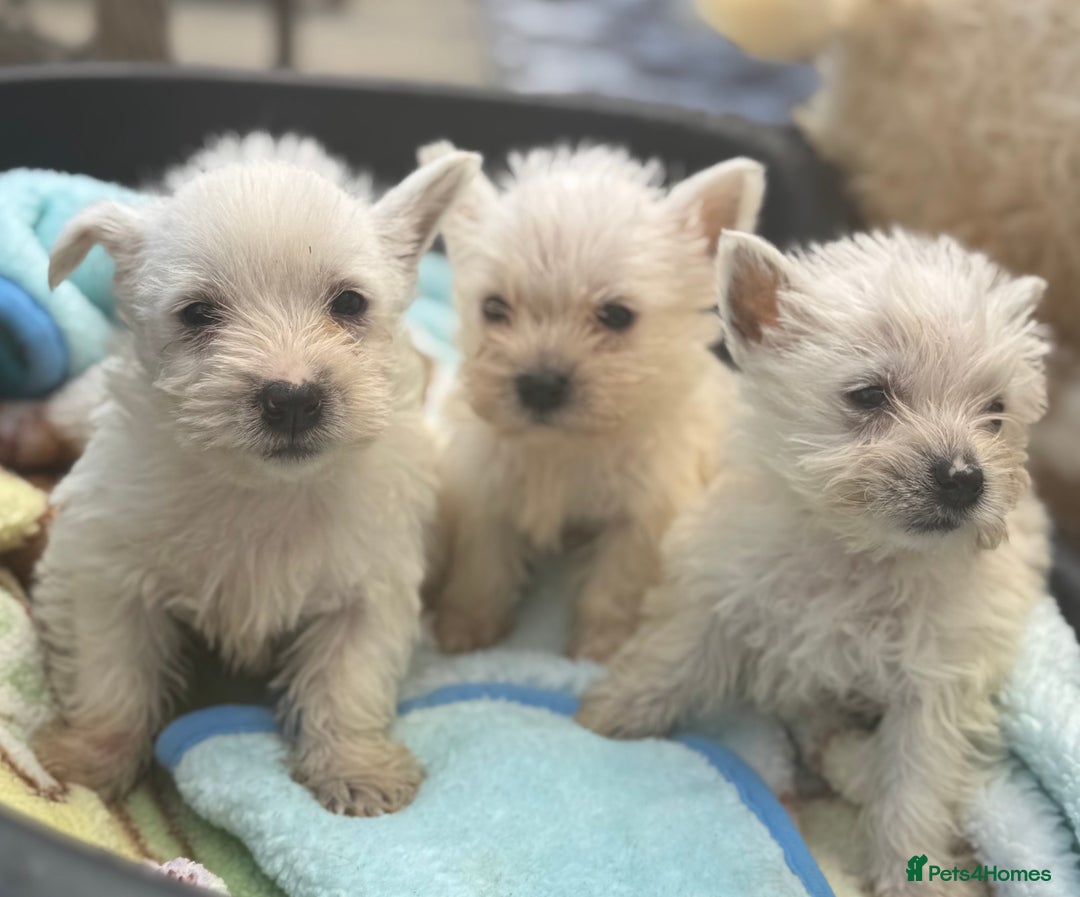 West Highland Terrier dogs for sale: West highland terrier  - Image 2