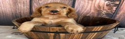 Cocker Spaniel dogs for sale: Outstanding KC Show Cocker Spaniels - Advert 7