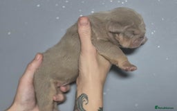 English Bulldog dogs for sale: Beautiful Litter Of New English Bulldog Puppies - Image 24