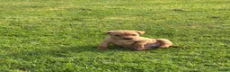 Labrador Retriever dogs for sale: Labrador puppies for sale KC registered  in Nairn - Advert 4