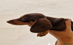 Dachshund dogs for sale: Standard Dachshund Show-quality Puppies - Image 16