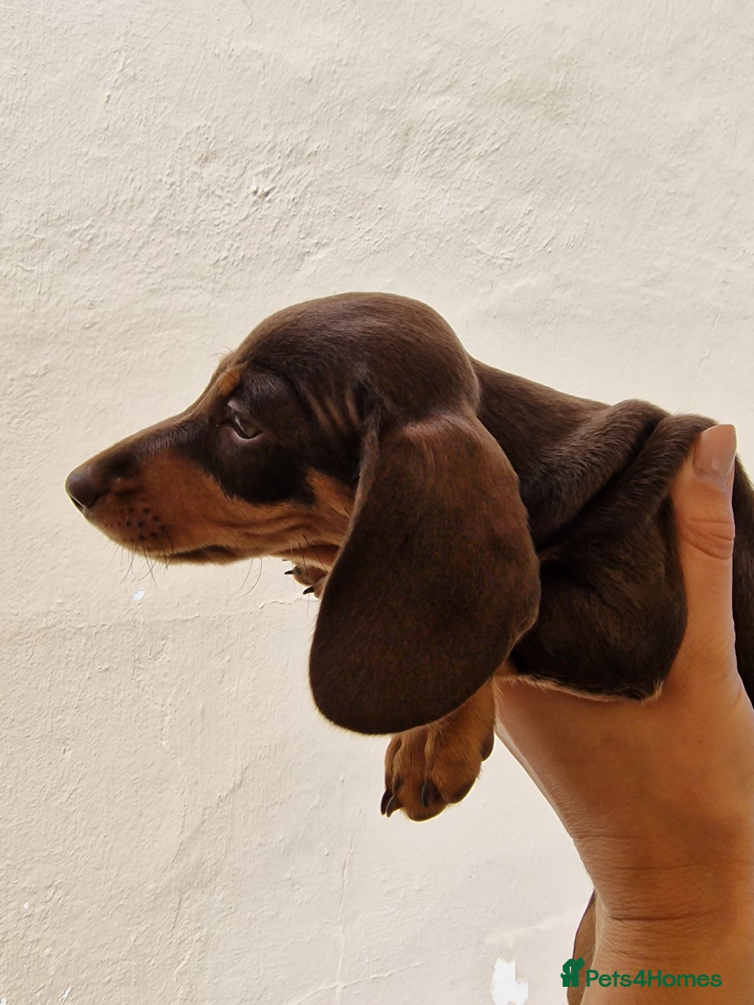 Dachshund dogs for sale: Standard Dachshund Show-quality Puppies - Image 16
