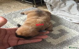 French Bulldog dogs for sale: French bulldog puppies  - Image 4