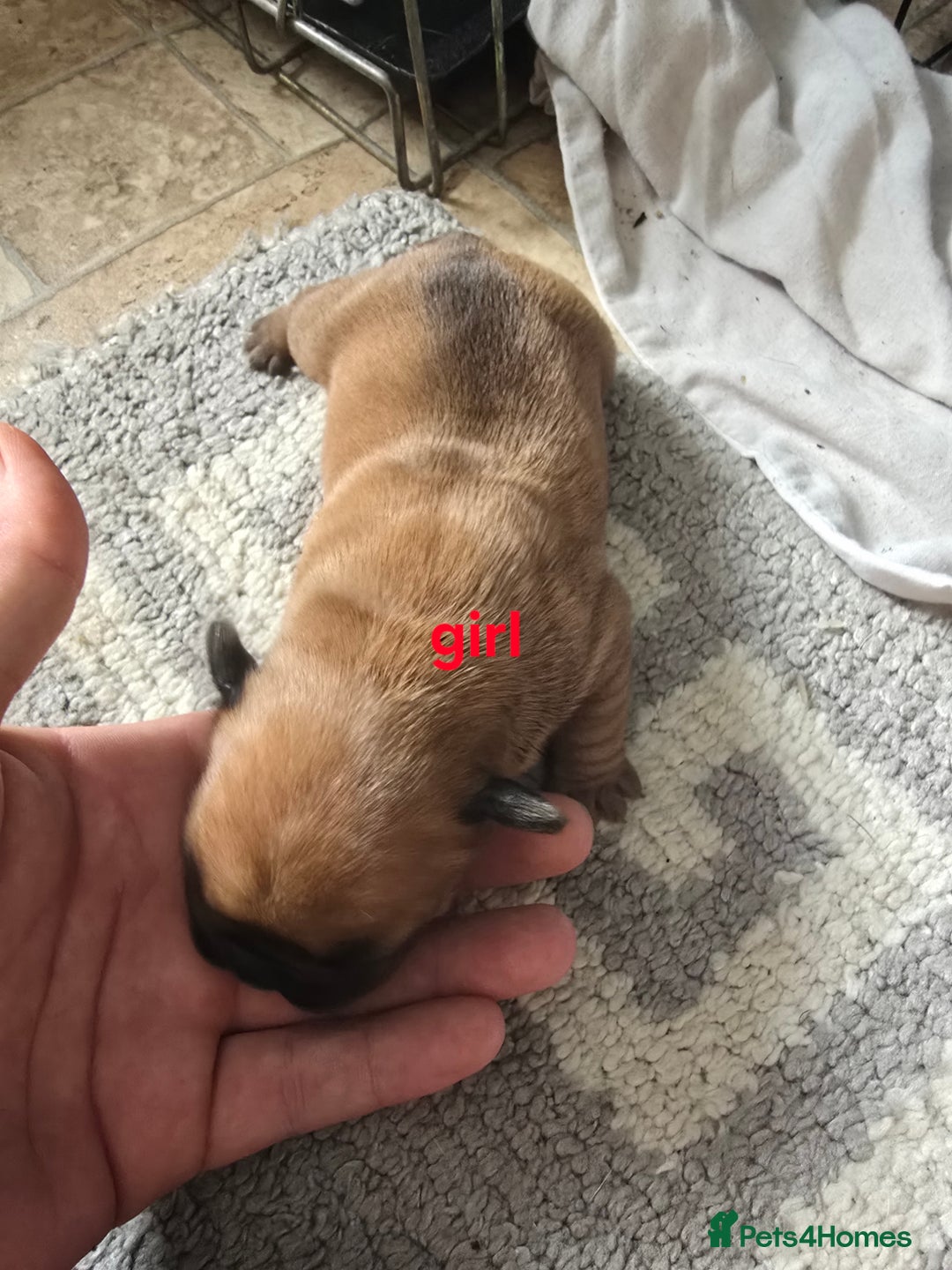 French Bulldog dogs for sale: French bulldog puppies  - Image 4