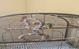 Parrots birds for sale: Billy the Alexandrine Parrot - Image 4