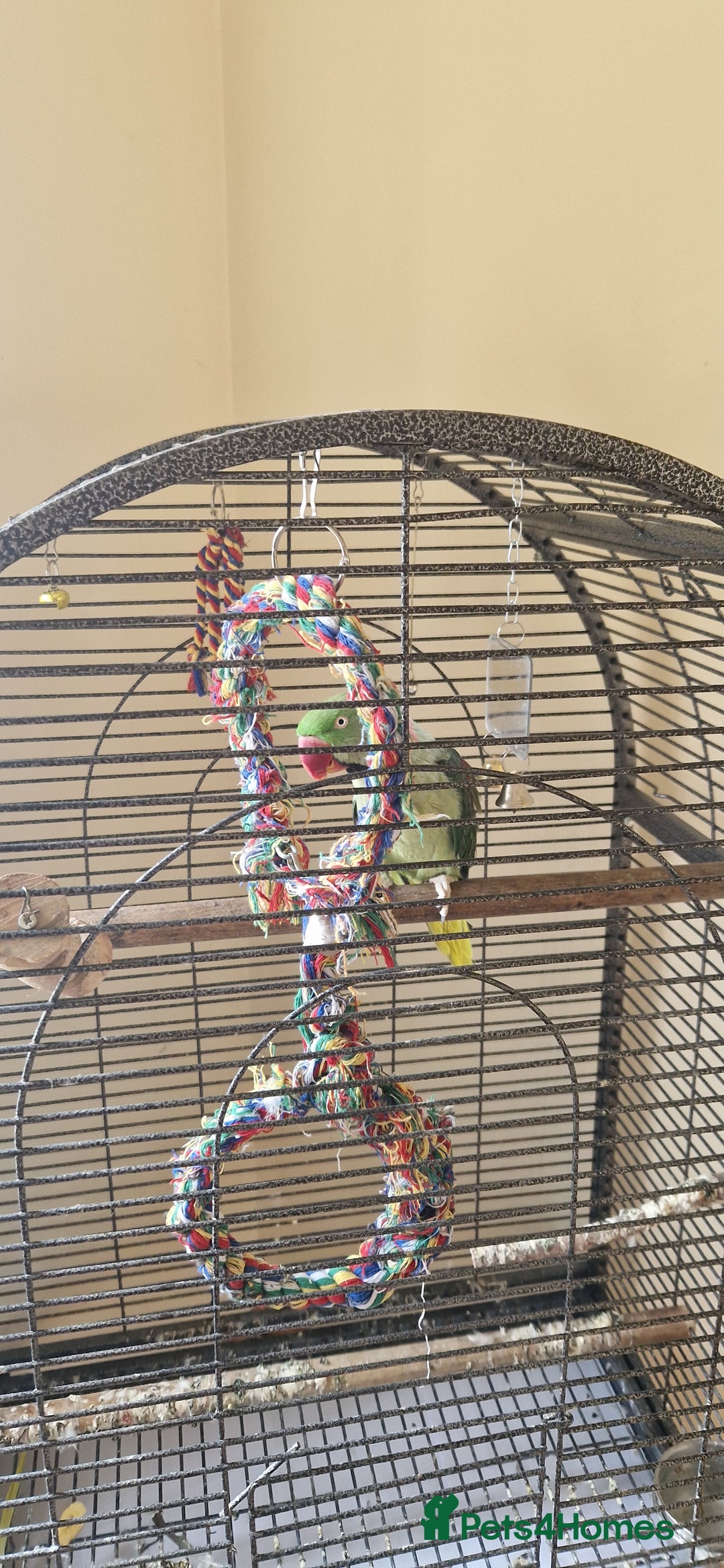 Parrots birds for sale: Billy the Alexandrine Parrot - Image 4