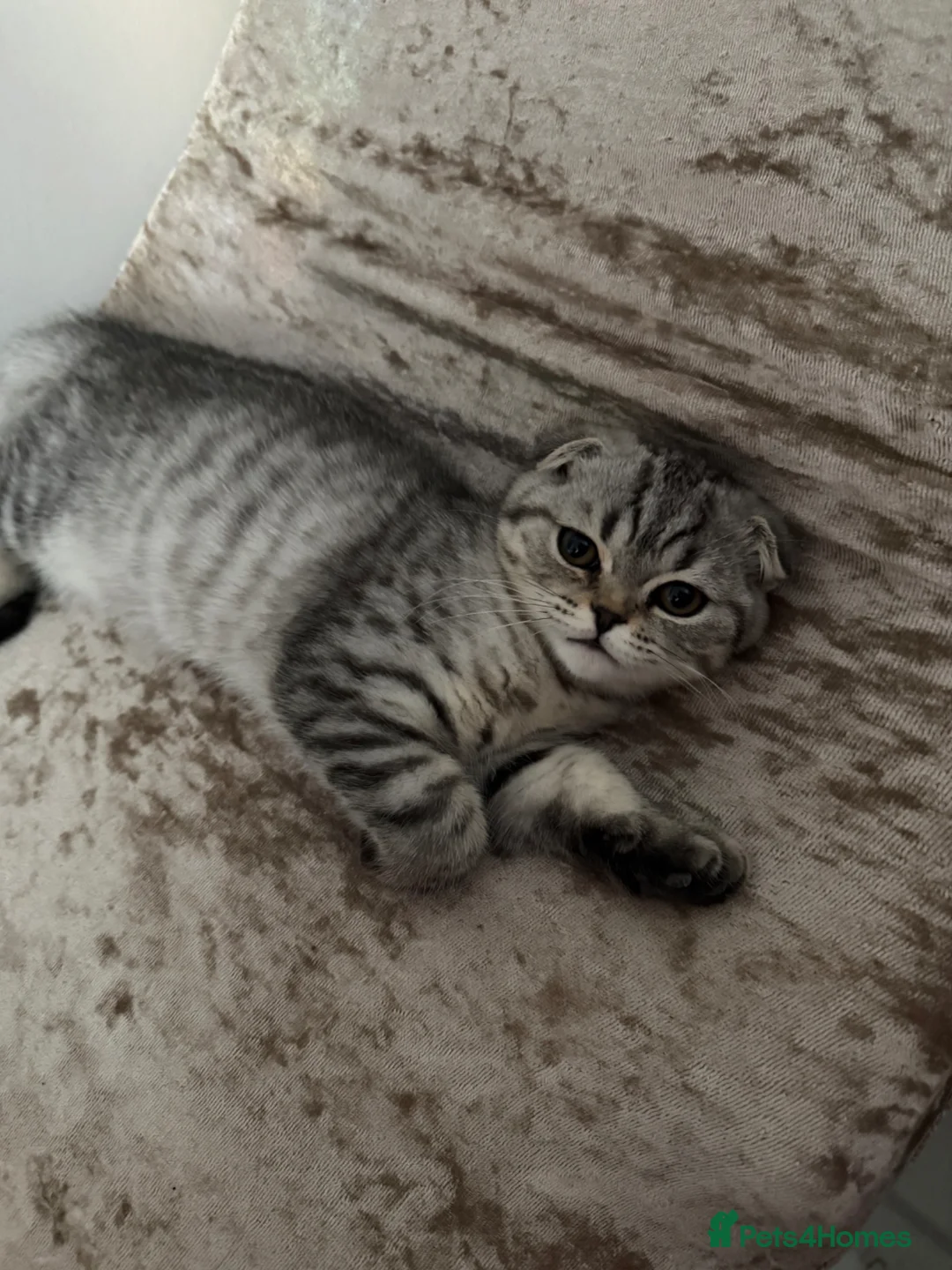 Scottish Fold cats for sale: Adorable Scottish fold kittens for sale🐾 - Advert 2