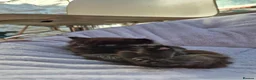 Mixed Breed cats for sale: Black fluffy male kitten - Advert 5