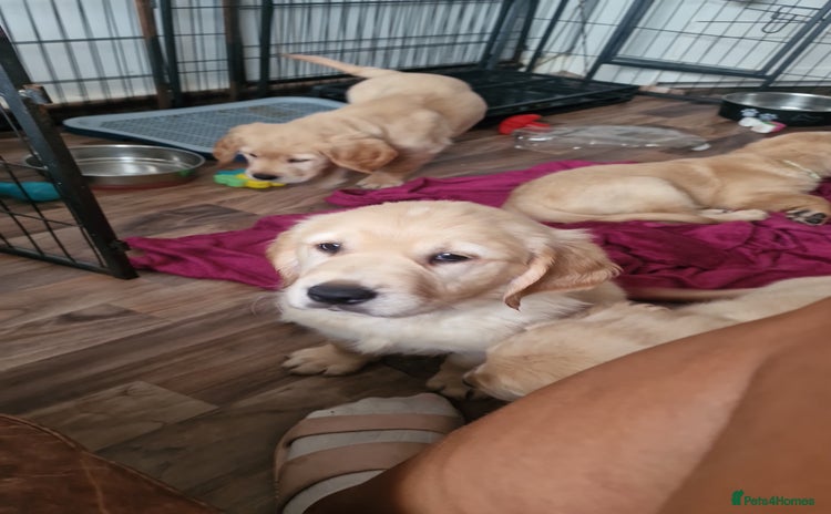 Golden Retriever dogs in Aberystwyth - Advert 11