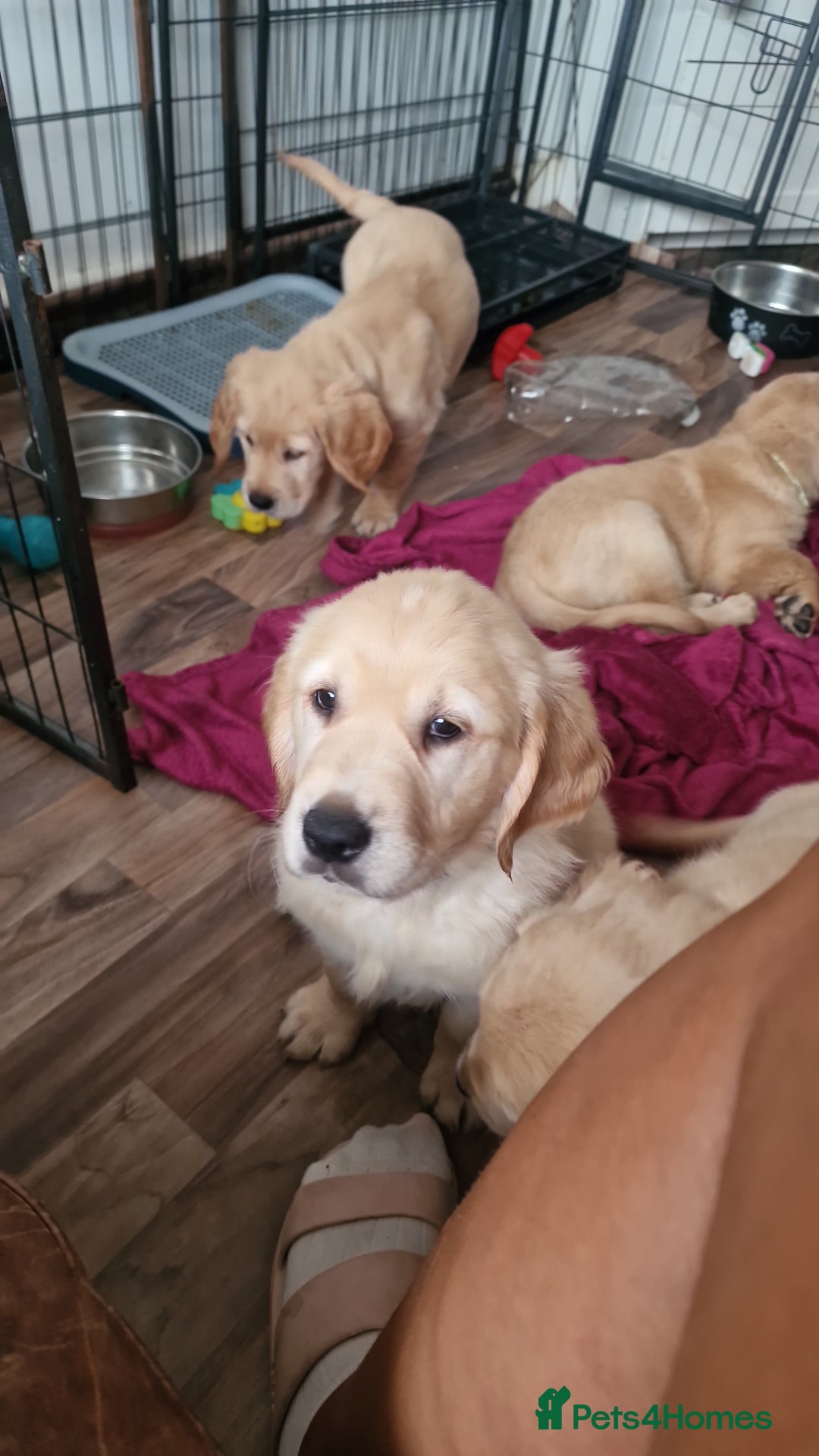 Golden Retriever dogs for sale: 🦮 two beautiful boys available  ❤️❤️ in Aberystwyth - Image 3