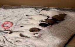 Jack Russell dogs for sale: Jack Russle puppies  - Image 13