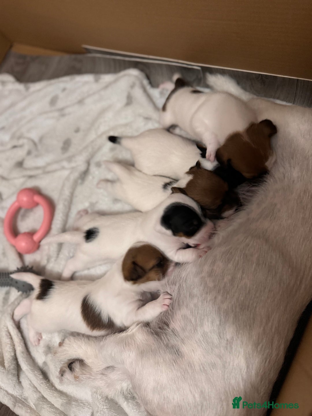 Jack Russell dogs for sale: Jack Russle puppies  - Image 13