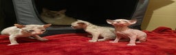 Sphynx cats for sale: Truly unique sphinx kittens 😍🥰🥰 - Advert 6
