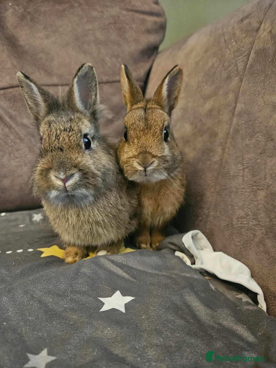 Netherland Dwarf rabbits for sale: Pair of bonded Netherland dwarf 🩷🩵 - Advert 1