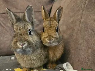Netherland Dwarf rabbits Pair of bonded Netherland dwarf 🩷🩵 - Advert 7