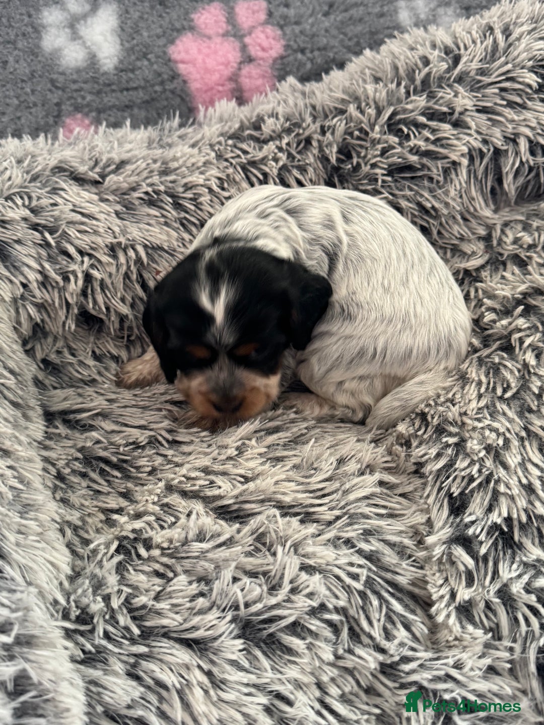 Cocker Spaniel dogs for sale: Show Type Cocker Spaniel Puppies – Girls Only - Advert 8