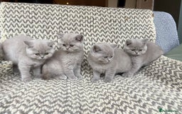 British Shorthair cats for sale: 4 British shorthair kittens ready now  - Image 6