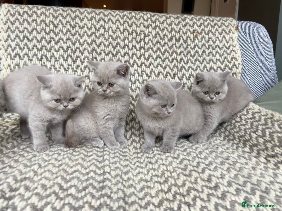 British Shorthair cats for sale: 4 British shorthair kittens ready now  - Image 6