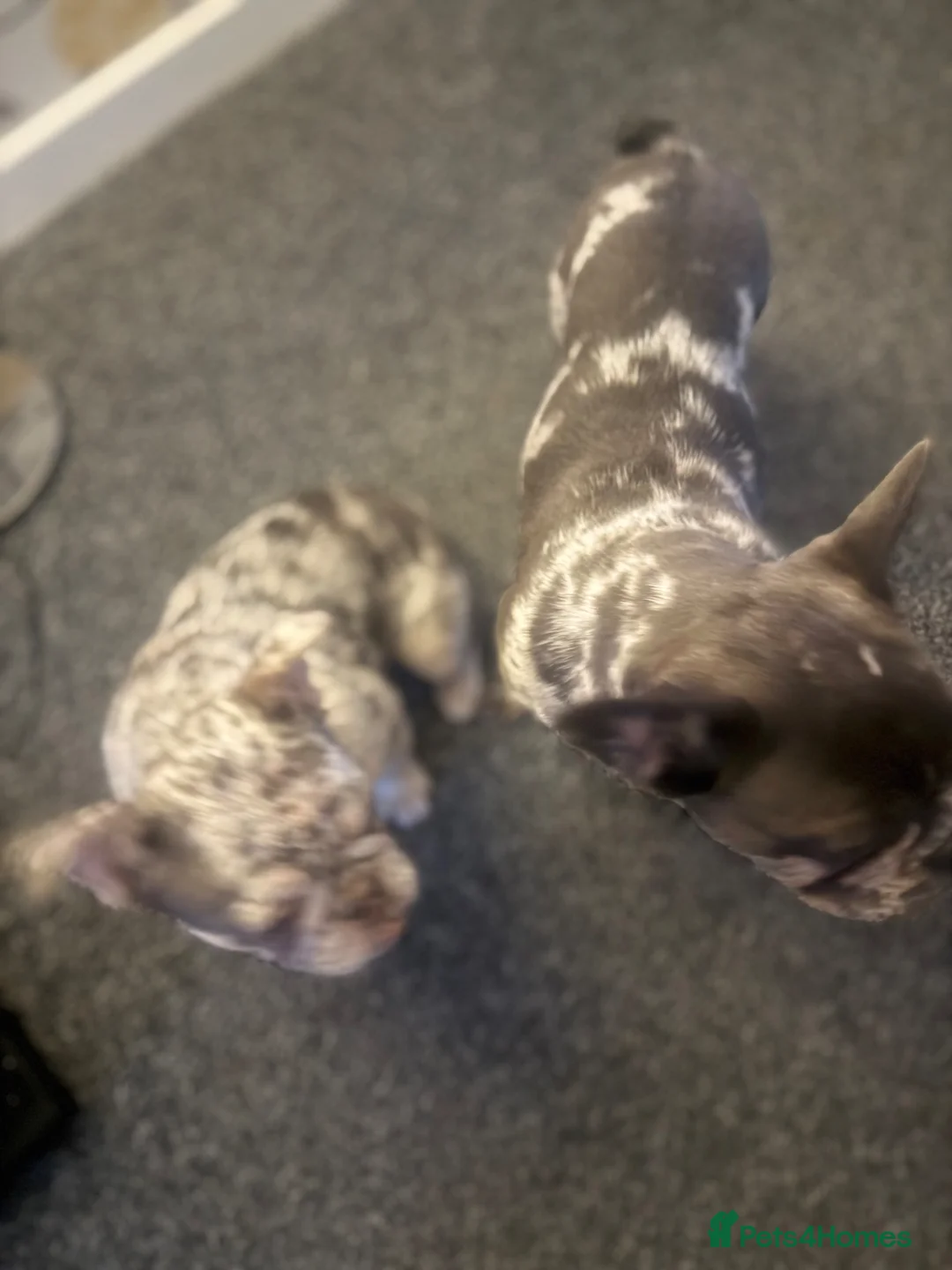 French Bulldog dogs for sale: 2 Merle Frenchies - Advert 1