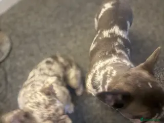 French Bulldog dogs 2 Merle Frenchies - Advert 3