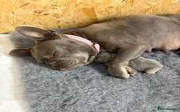 French Bulldog dogs for sale: 1 KC REG BOY LEFT 🩵🩵🩵 READY TO GO 🩵 in Basildon - Image 11