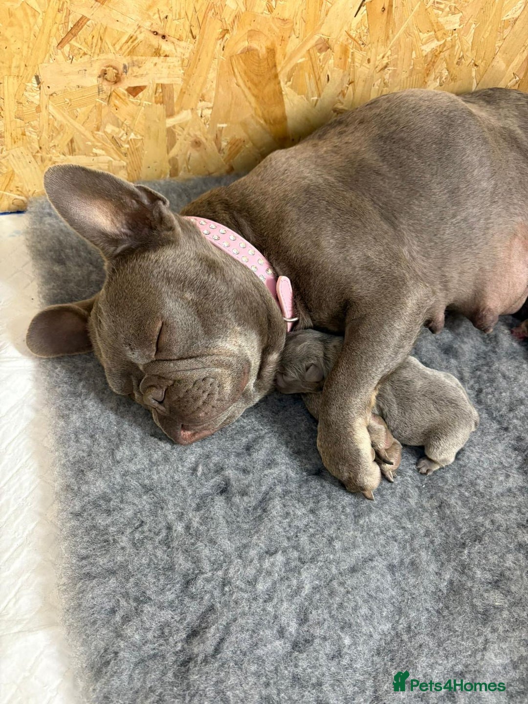 French Bulldog dogs for sale: 1 KC REG BOY LEFT 🩵🩵🩵 READY TO GO 🩵 in Basildon - Image 11