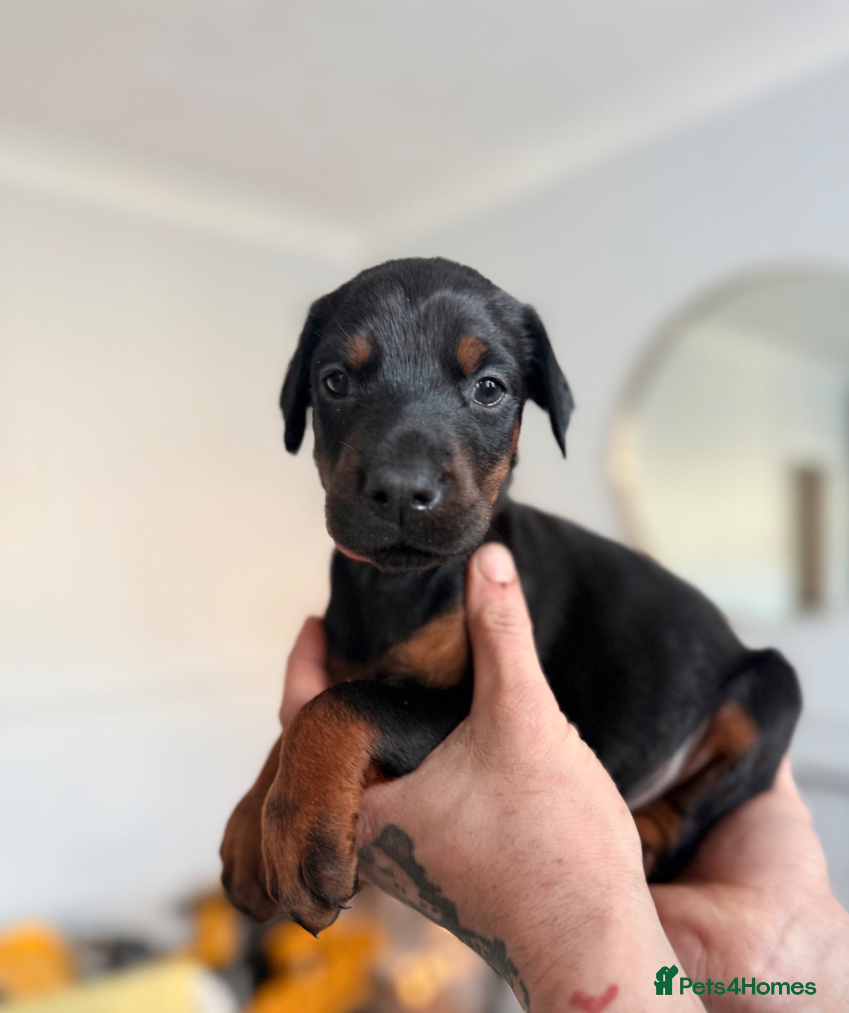 Dobermann dogs European Doberman Puppies - Advert 1