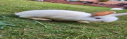 Mixed Breed rabbits for sale: Rabbits in Birmingham - Advert 12