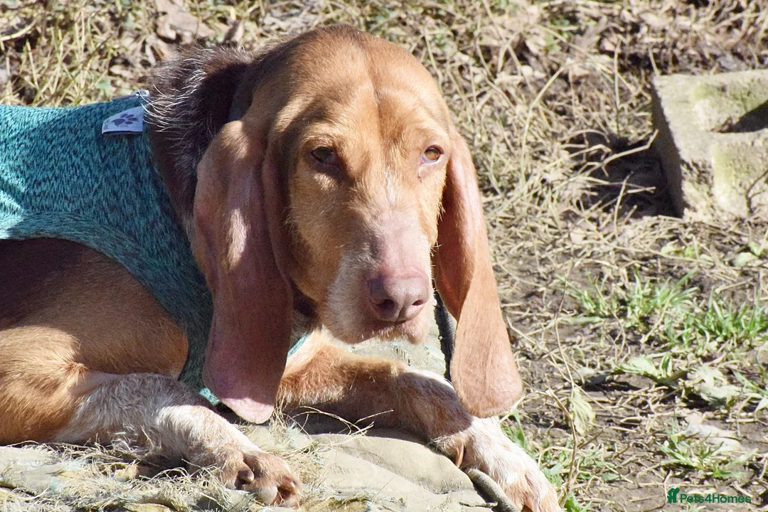 Mixed Breed dogs for adoption: Mimosa  - Advert 11