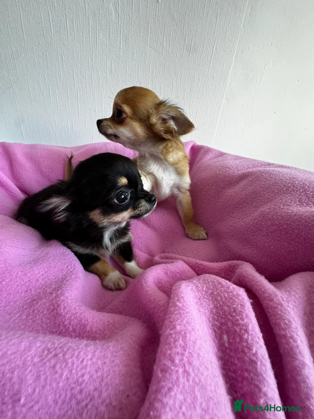 Chihuahua dogs for sale: KC reg Long hair tiny chihuahua for sale  - Advert 5