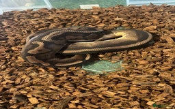 Python Snake reptiles for sale: Ball pythons for sale - Image 7