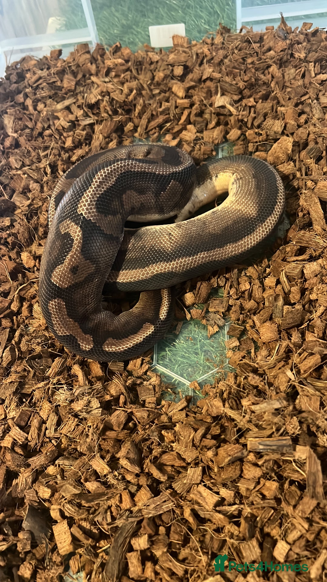 Python Snake reptiles for sale: Ball pythons for sale - Image 7