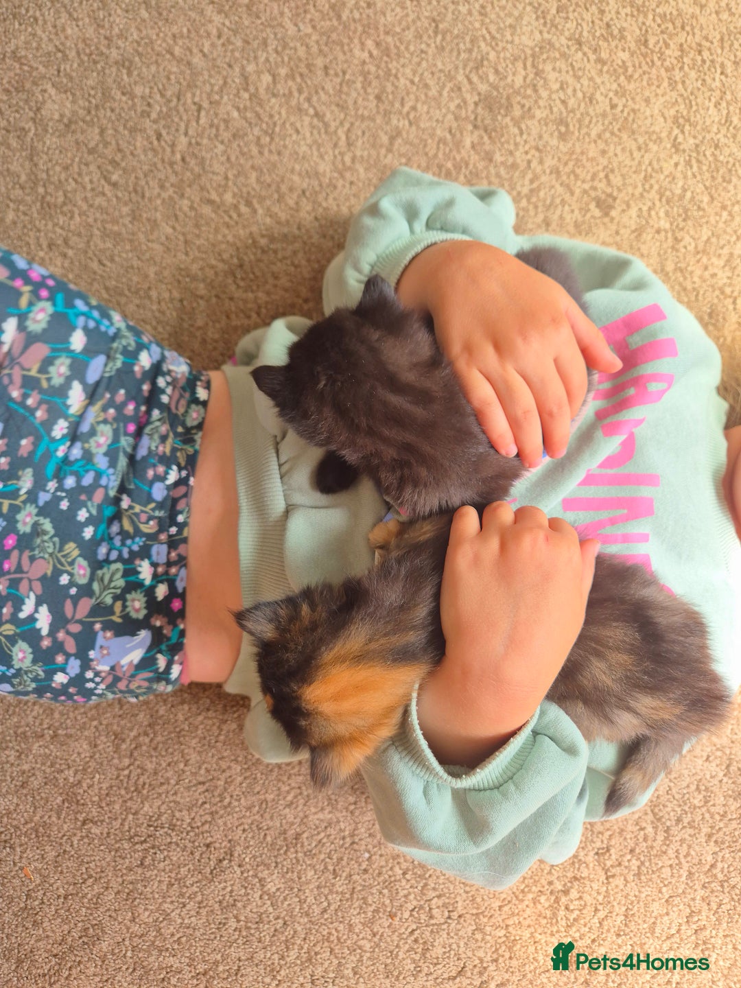 Mixed Breed cats for sale: Super friendly, fluffy kittens! 😻 - Image 13