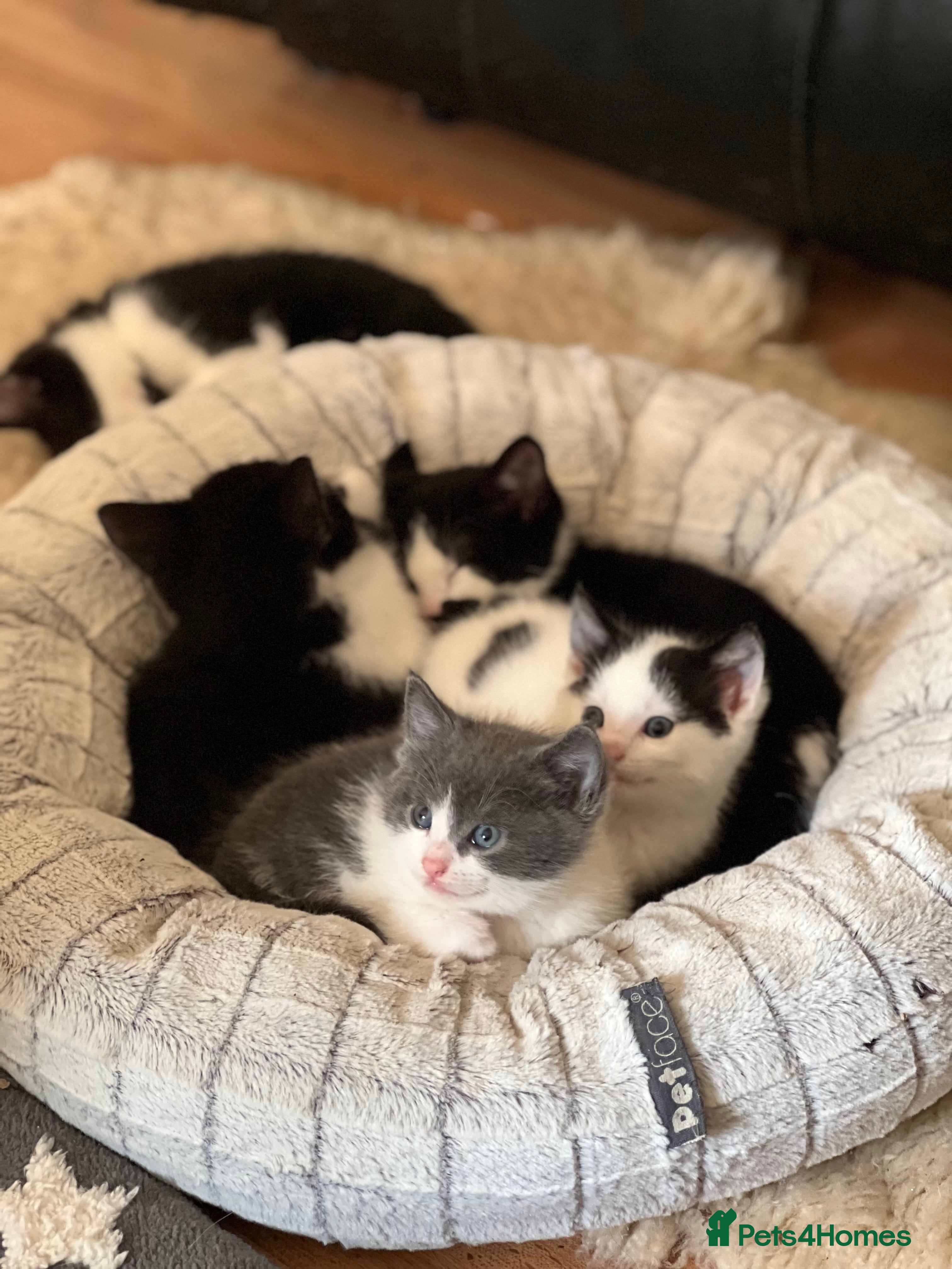 Domestic Shorthair cats Adorable Russian Blue & Domestic Shorthair - Advert 4