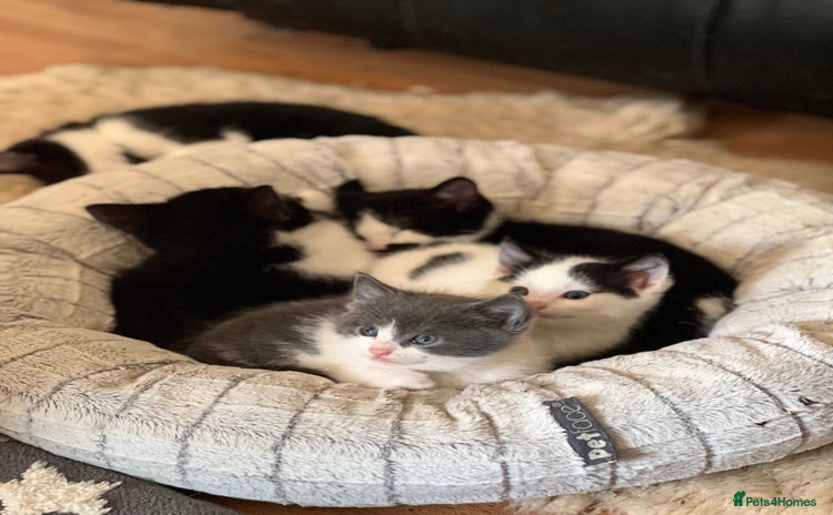 Domestic Shorthair cats 7 adorable mixed kittens, Russian Blue, short hair - Advert 4