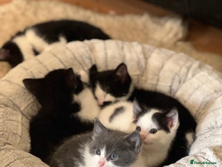 Domestic Shorthair cats 7 adorable mixed kittens, Russian Blue, short hair - Advert 6