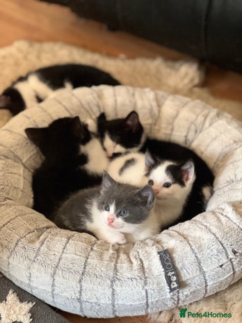 Domestic Shorthair cats 7 adorable mixed kittens, Russian Blue, short hair - Advert 4