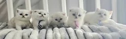 Scottish Fold cats for sale: Scottish fold/straight kittens - Advert 9