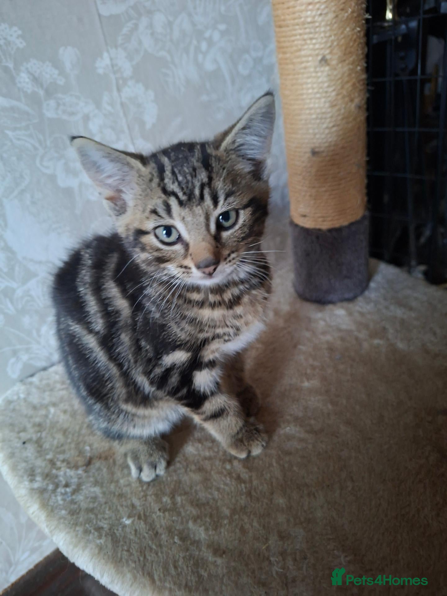 Mixed Breed cats Bautifull boy   kittens  - Advert 2