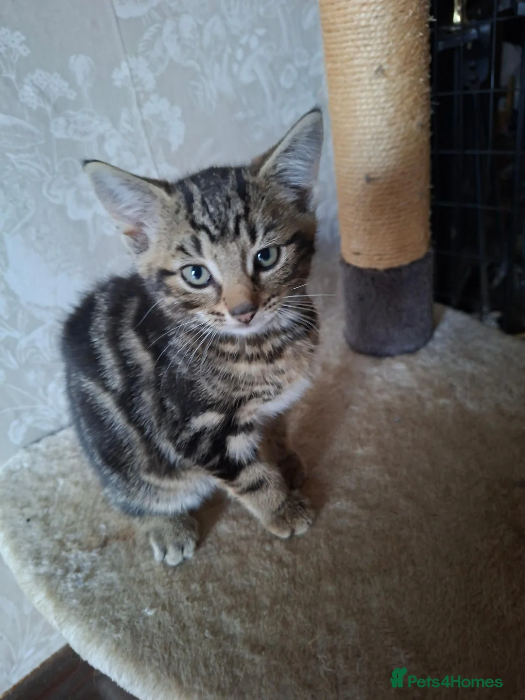 Mixed Breed cats for sale: Bautifull boy   kittens  - Advert 2