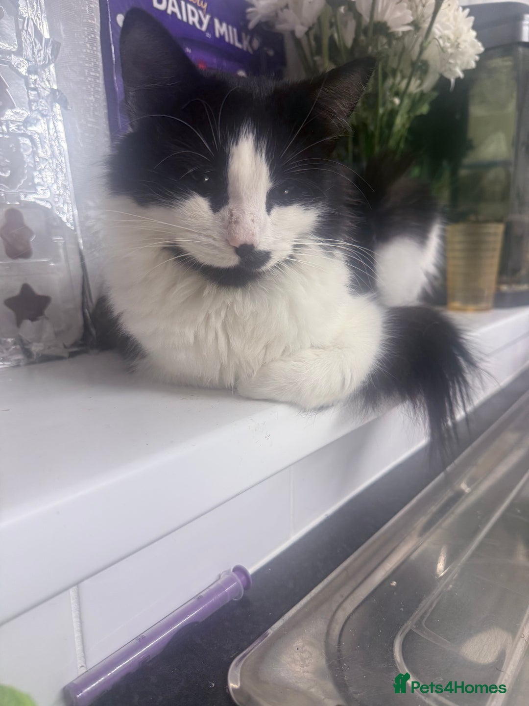 Mixed Breed cats for sale: Female cat very friendly - Advert 1