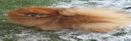 Pomeranian dogs for sale: Stunning orange true to type boys - Advert 3