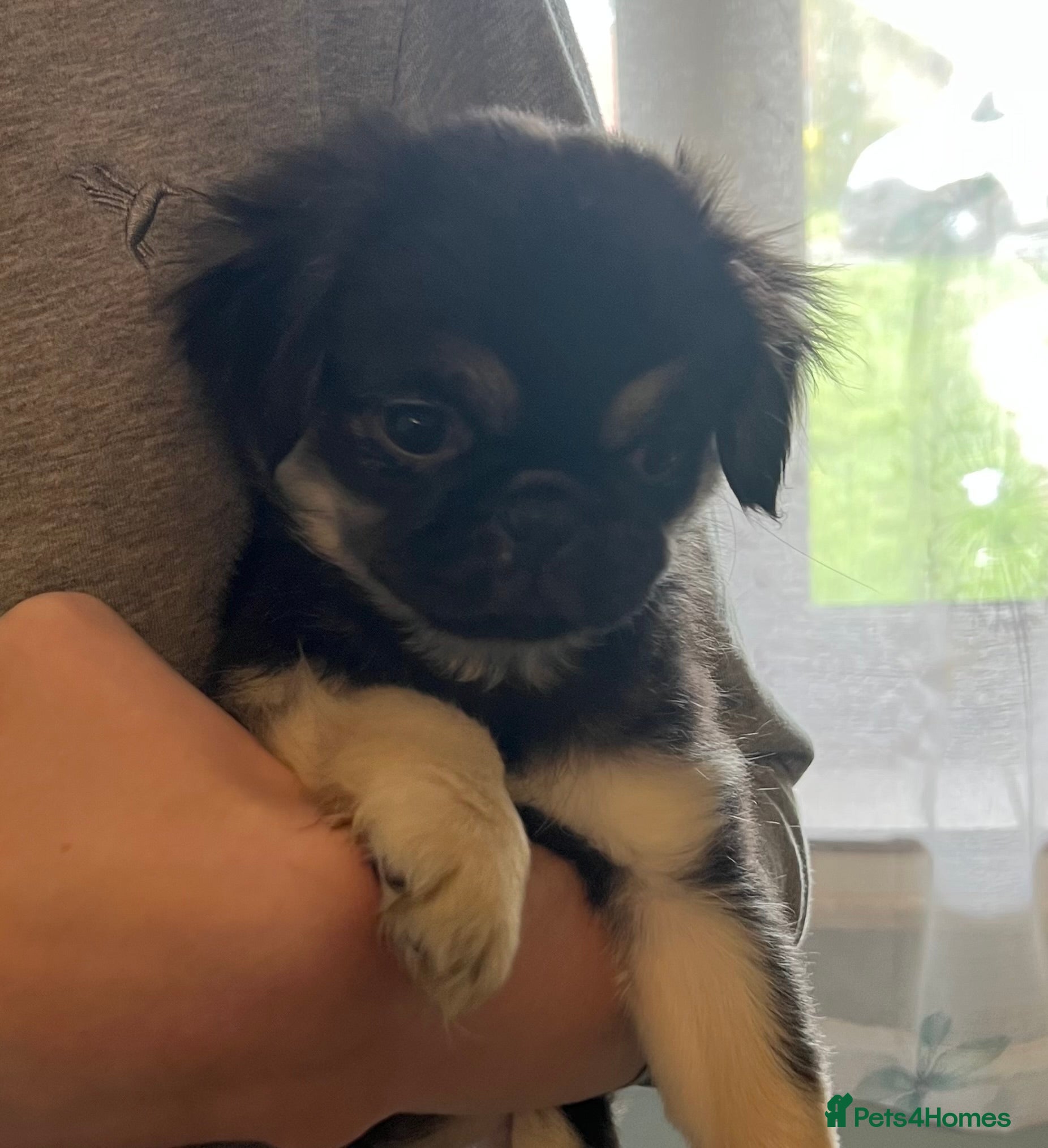 Pug dogs 1 girl kc reg 14weeks old black full kc pug pups - Advert 21
