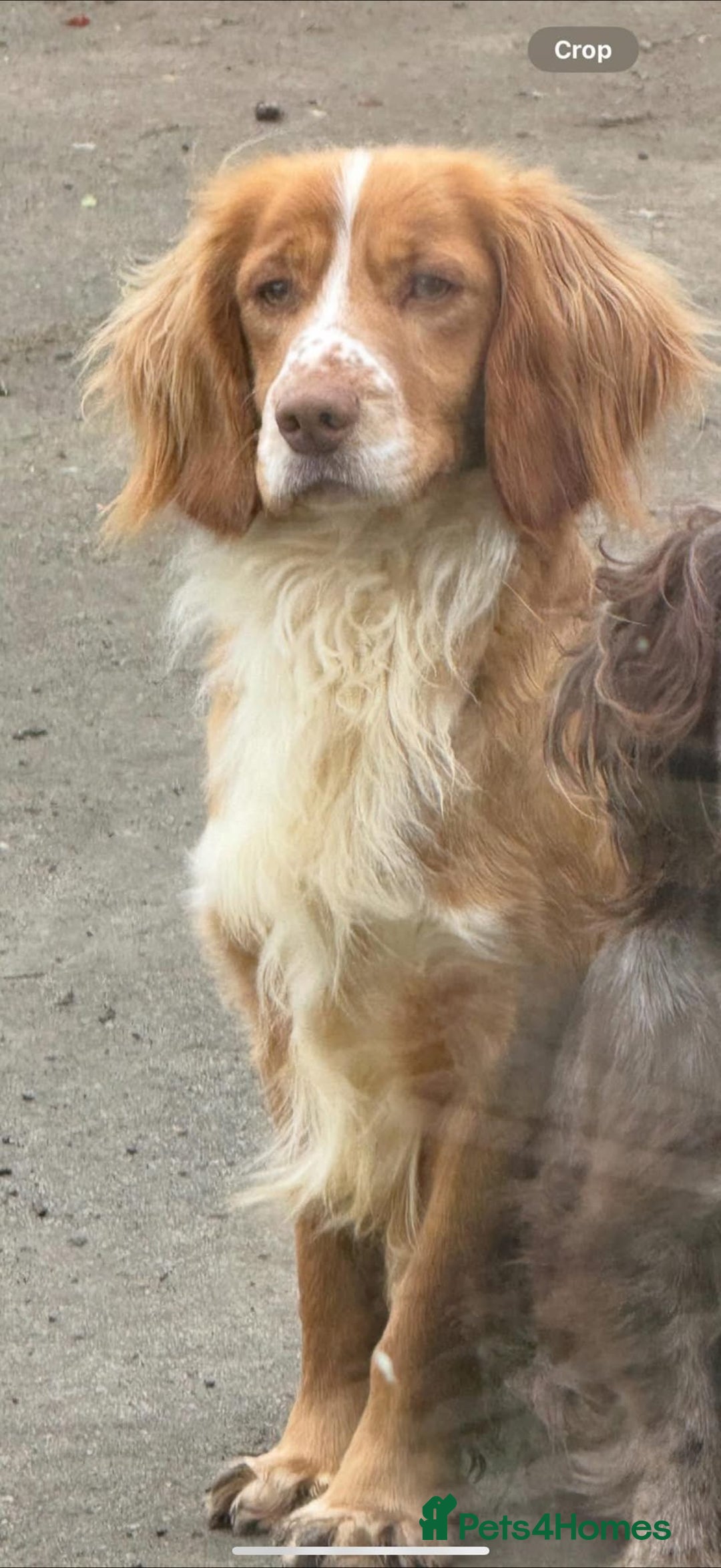Cocker Spaniel dogs for sale: Litter of 6 - Image 6