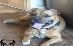 Staffordshire Bull Terrier dogs for sale: Stunning KC Staffordshire bull terrier puppies - Image 14