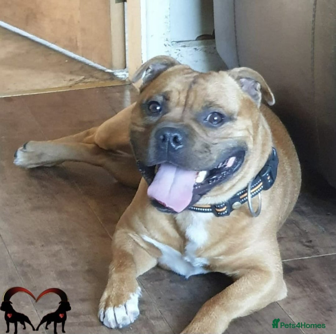 Staffordshire Bull Terrier dogs for sale: Stunning KC Staffordshire bull terrier puppies - Image 14