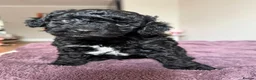 Mixed Breed dogs for sale: 2 Male F1b Beaglepoo - Advert 12