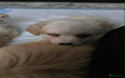 Mixed Breed dogs for sale: Ready to go - Image 2