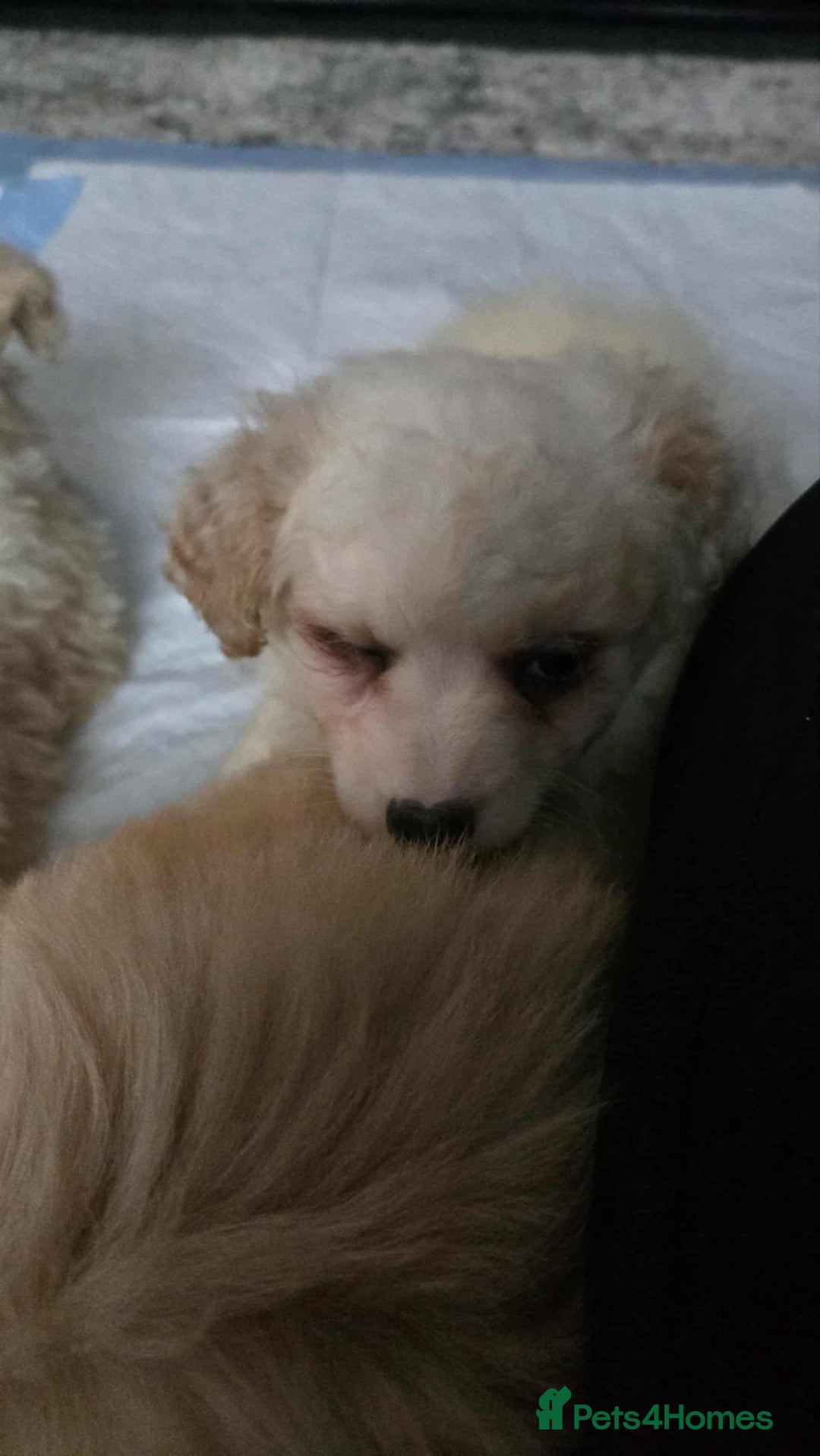 Mixed Breed dogs for sale: Ready to go - Image 2