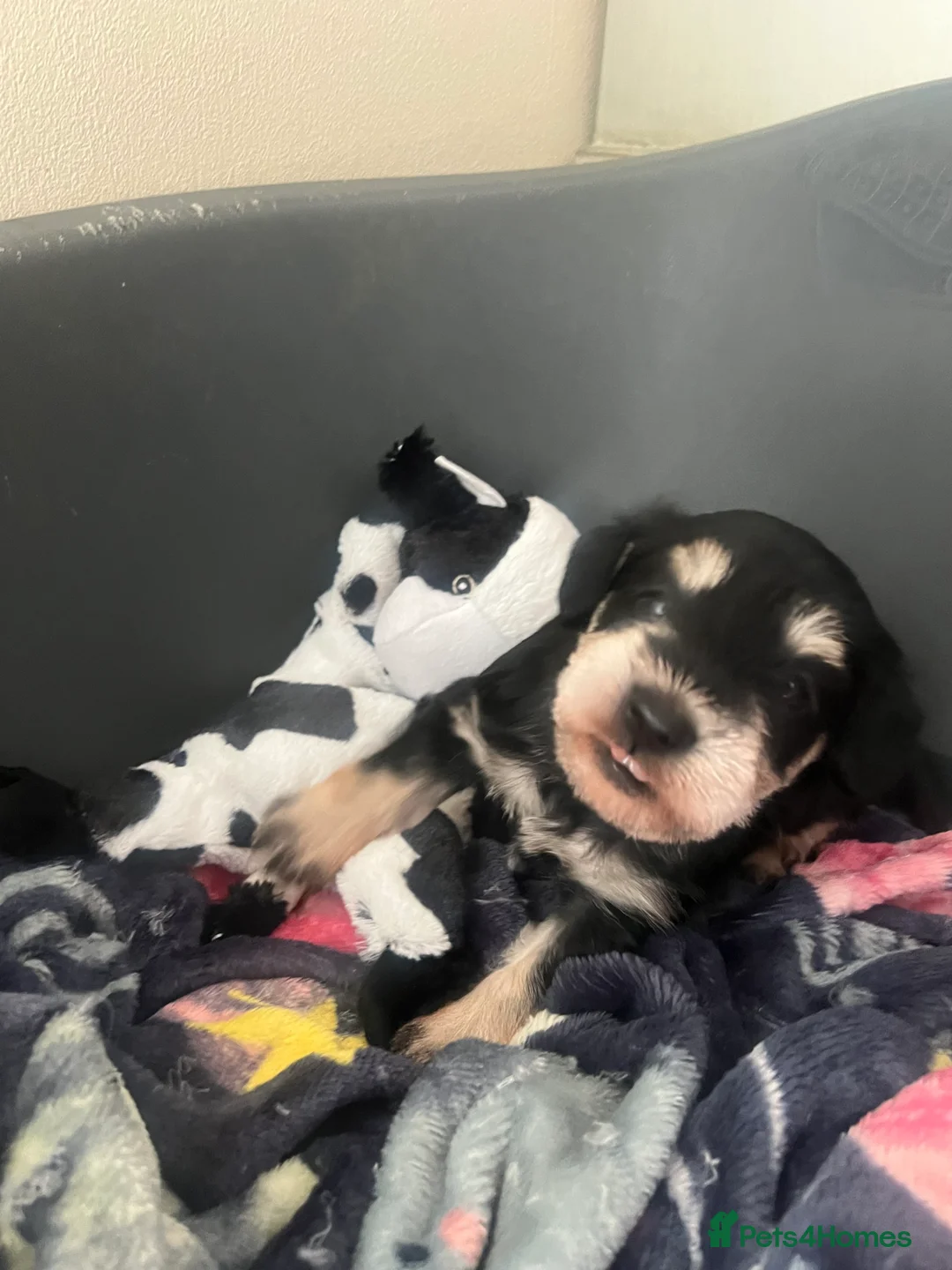 Miniature Schnauzer dogs for sale: 💙🐾Stanley🐾💙The Schnauzer/Schnoodle🐾💙 - Advert 2